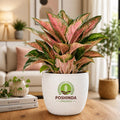 Aglaonema Indoor Plant – Poshinda Garden