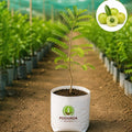 Amla Fruit Plant – Poshinda Garden