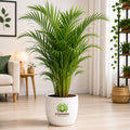 Areca Palm Indoor Plant – Poshinda Garden
