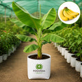 Banana Fruit Plant – Poshinda Garden