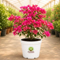 Bougainvillea Flowering Plant – Poshinda Garden
