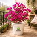 Bougainvillea Outdoor Plant – Poshinda Garden