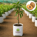 Chikoo Fruit Plant – Poshinda Garden