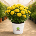 Chrysanthemum Flowering Plant – Poshinda Garden