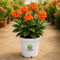 Crossandra Flowering Plant – Poshinda Garden