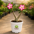 Desert Rose (Adenium) Flowering Plant – Poshinda Garden