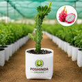 Dragon Fruit Plant – Poshinda Garden