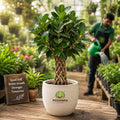 Ficus Outdoor Plant – Poshinda Garden