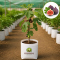 Fig (Anjeer) Fruit Plant – Poshinda Garden
