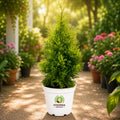 Golden Cypress Outdoor Plant – Poshinda Garden