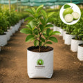 Guava Fruit Plant – Poshinda Garden