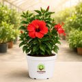 Hibiscus Flowering Plant – Poshinda Garden