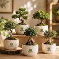 Indoor Bonsai Plant – Poshinda Garden