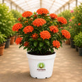 Ixora Flowering Plant – Poshinda Garden