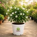 Jasmine Flowering Plant – Poshinda Garden
