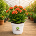 Kalanchoe Flowering Plant – Poshinda Garden