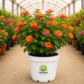 Lantana Flowering Plant – Poshinda Garden