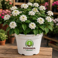 Lantana Outdoor Plant – Poshinda Garden