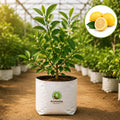 Lemon / Lime Fruit Plant – Poshinda Garden