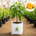 Mango Fruit Plant – Poshinda Garden