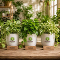 Money Plant (Indoor) – Poshinda Garden