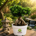 Outdoor Bonsai Plant – Poshinda Garden