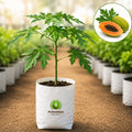 Papaya Fruit Plant – Poshinda Garden