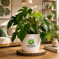 Philodendron Indoor Plant – Poshinda Garden