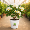 Plumeria Flowering Plant – Poshinda Garden