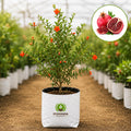 Pomegranate Fruit Plant – Poshinda Garden
