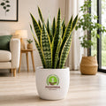 Snake Plant (Sansevieria) Indoor Plant – Poshinda Garden
