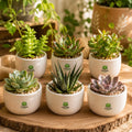 Succulents (Assorted) Indoor Plant – Poshinda Garden