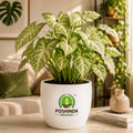 Syngonium Indoor Plant – Poshinda Garden