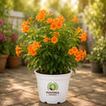 Tecoma Outdoor Plant – Poshinda Garden