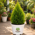 Thuja Outdoor Plant – Poshinda Garden
