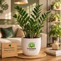 ZZ Plant (Zamia) Indoor Plant – Poshinda Garden